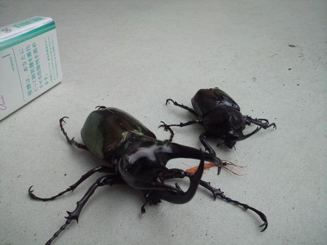 中古車販売 中古車買取 アップル