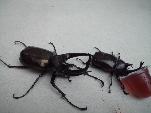 中古車販売 中古車買取 アップル