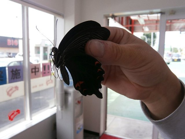 中古車販売 中古車買取 アップル