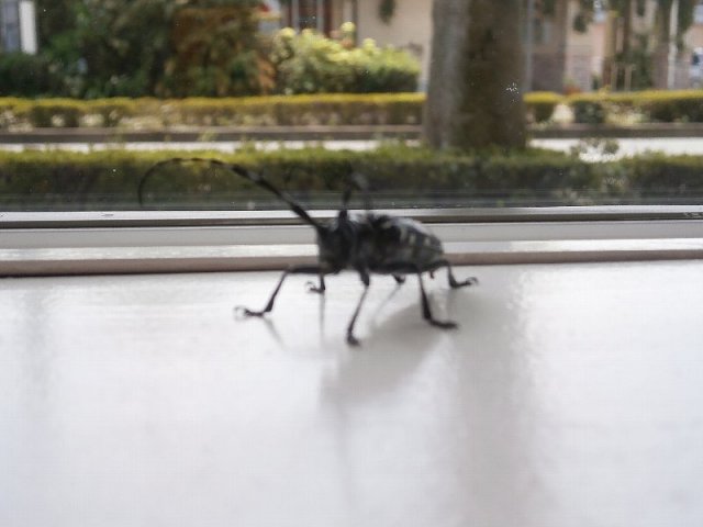 中古車販売 中古車買取 アップル