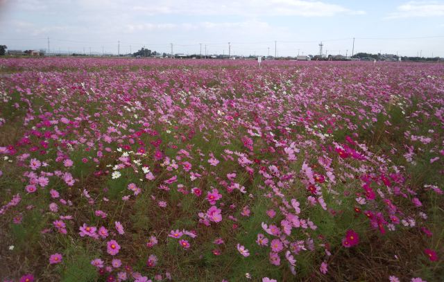 中古車販売 中古車買取 アップル