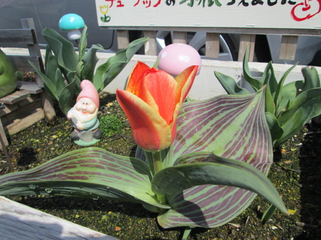 中古車販売 中古車買取 アップル