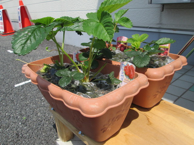 中古車販売 中古車買取 アップル