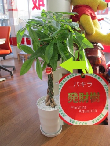 中古車販売 中古車買取 アップル