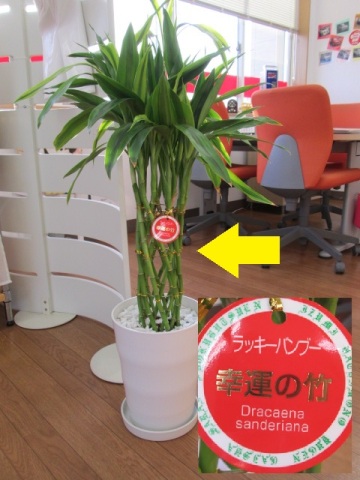 中古車販売 中古車買取 アップル