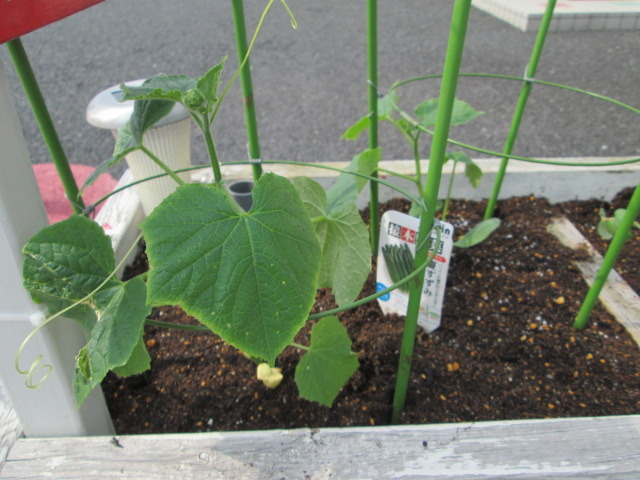 中古車販売 中古車買取 アップル