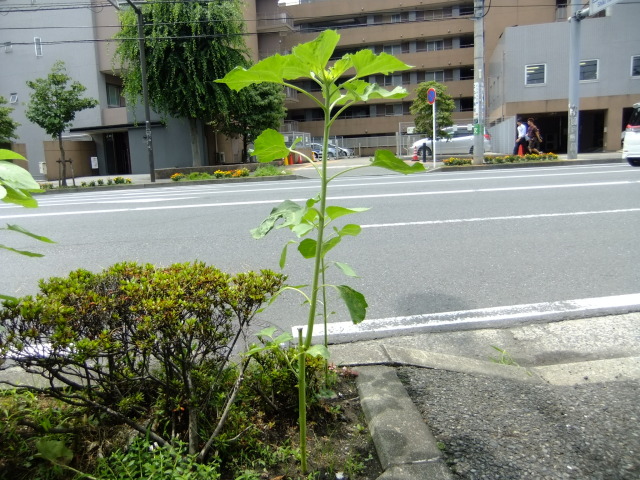 中古車販売 中古車買取 アップル