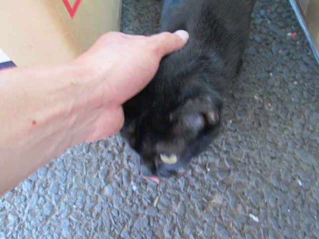 中古車販売 中古車買取 アップル