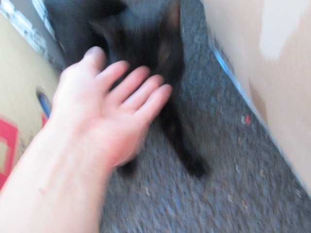 中古車販売 中古車買取 アップル