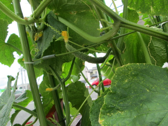 中古車販売 中古車買取 アップル