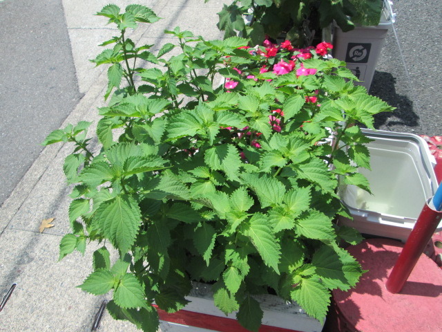 中古車販売 中古車買取 アップル