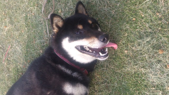 中古車販売 中古車買取 アップル