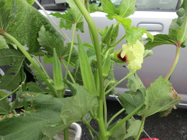 中古車販売 中古車買取 アップル