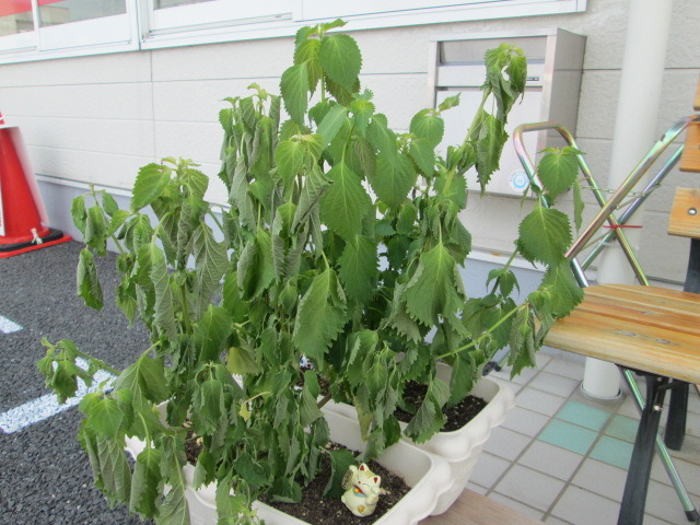 中古車販売 中古車買取 アップル