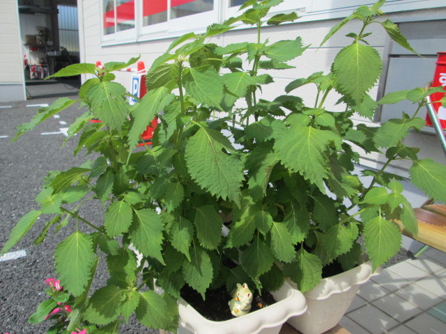 中古車販売 中古車買取 アップル