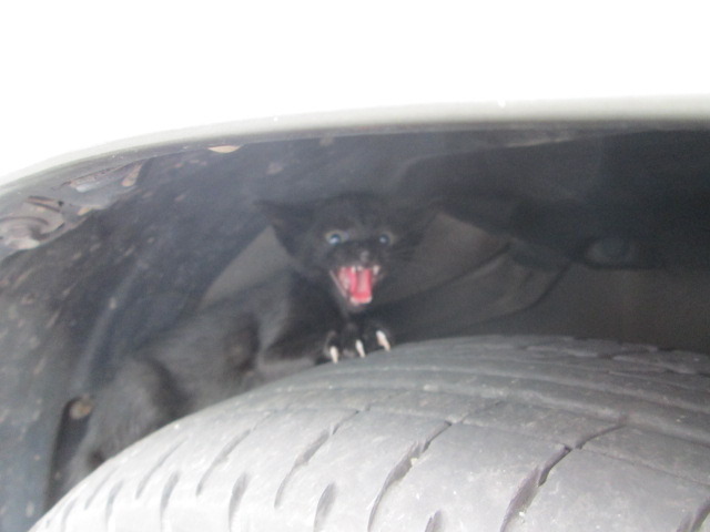 中古車販売 中古車買取 アップル