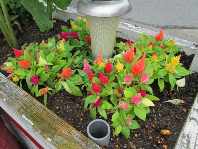 中古車販売 中古車買取 アップル