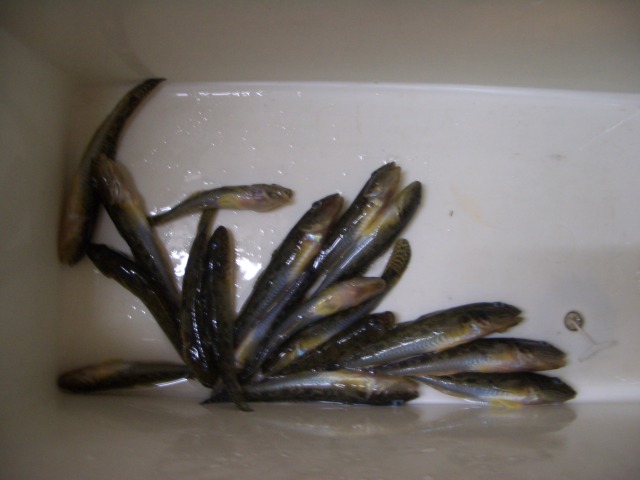 中古車販売 中古車買取 アップル