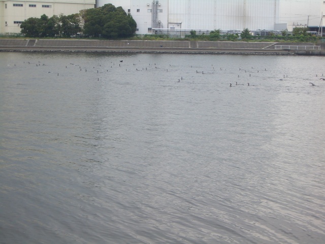 中古車販売 中古車買取 アップル