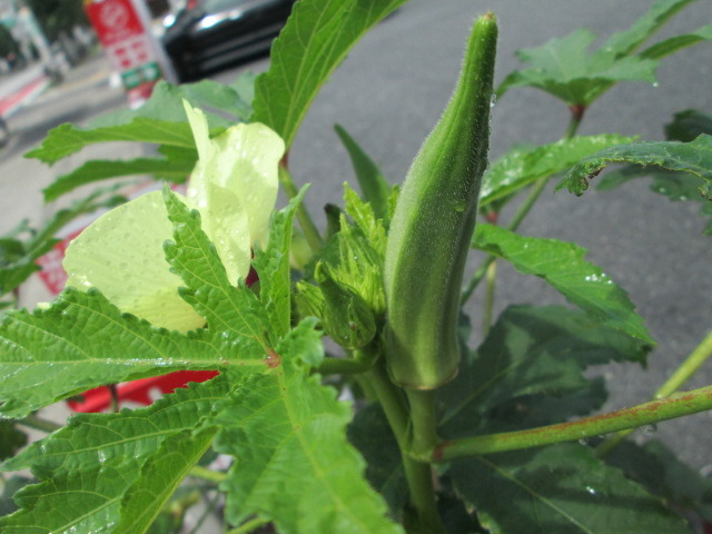 中古車販売 中古車買取 アップル