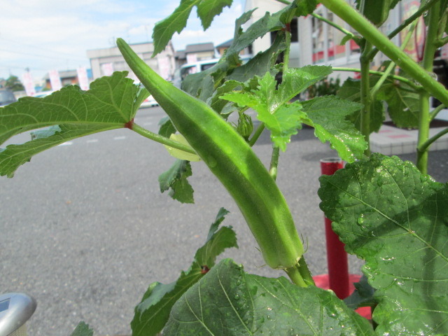 中古車販売 中古車買取 アップル