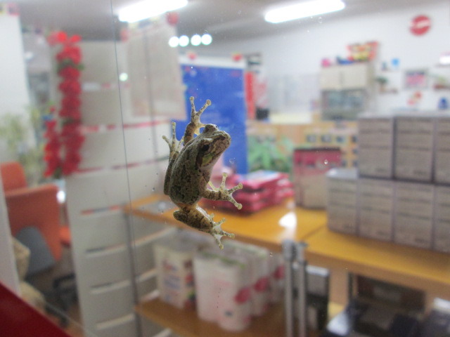 中古車販売 中古車買取 アップル