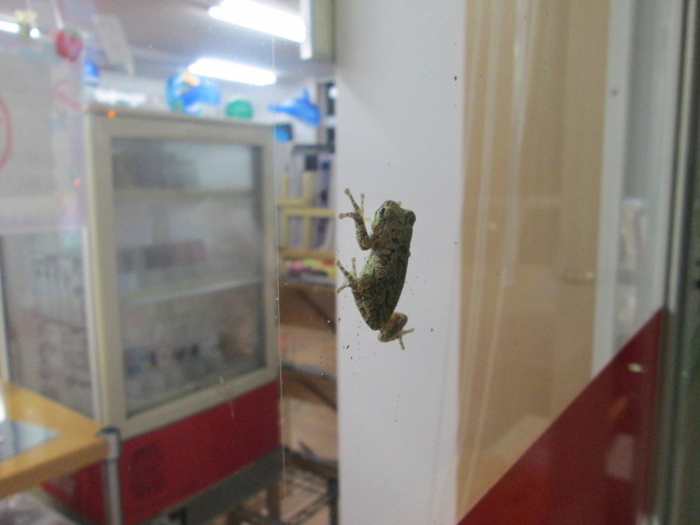 中古車販売 中古車買取 アップル