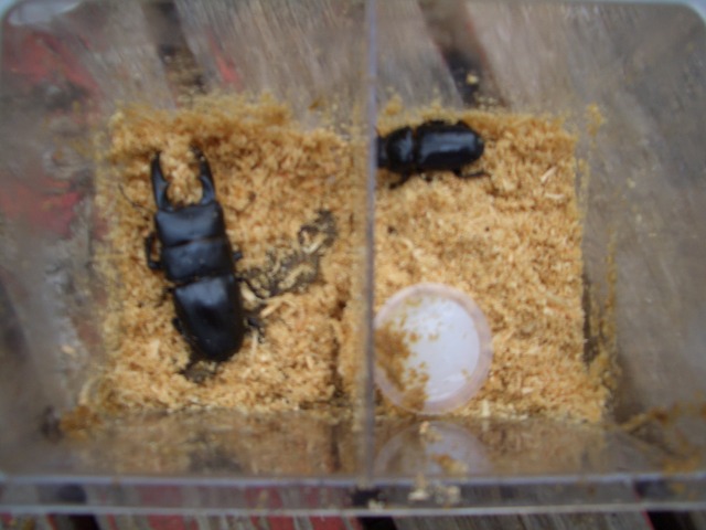 中古車販売 中古車買取 アップル