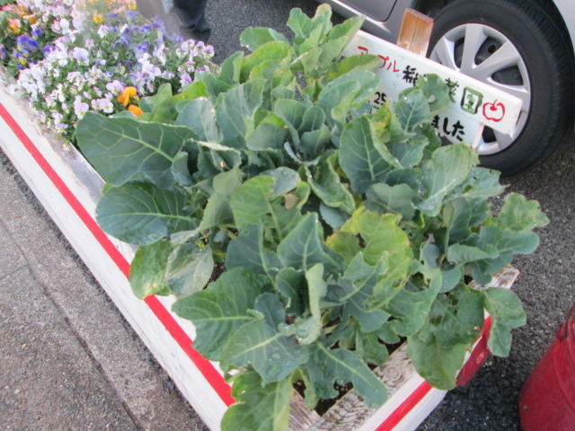 中古車販売 中古車買取 アップル