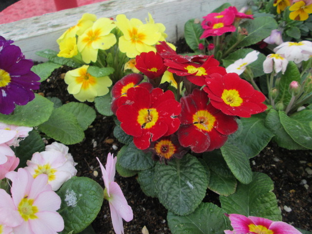 中古車販売 中古車買取 アップル