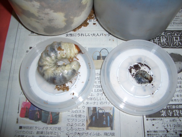 中古車販売 中古車買取 アップル