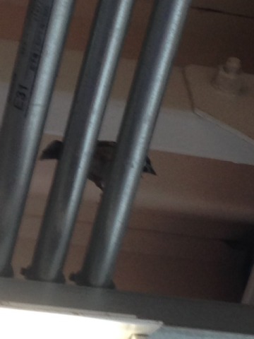 中古車販売 中古車買取 アップル