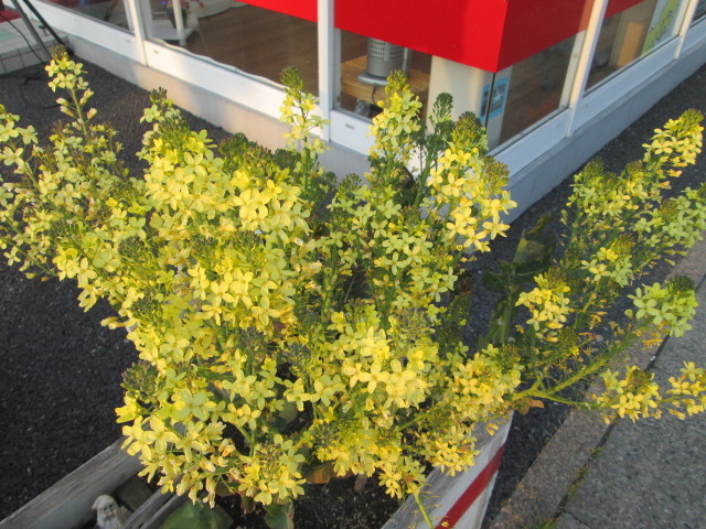 中古車販売 中古車買取 アップル