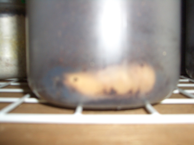 中古車販売 中古車買取 アップル