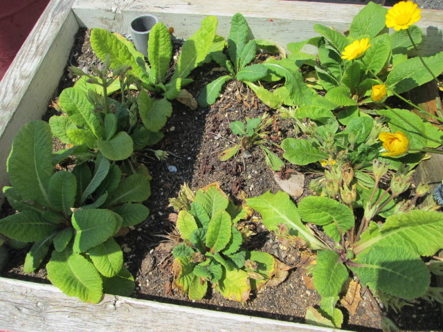 中古車販売 中古車買取 アップル