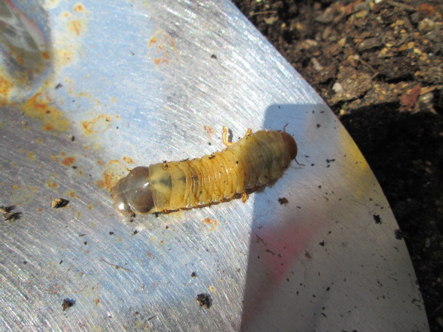 中古車販売 中古車買取 アップル