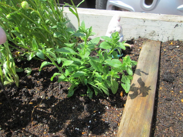 中古車販売 中古車買取 アップル