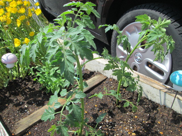 中古車販売 中古車買取 アップル