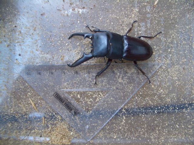 中古車販売 中古車買取 アップル