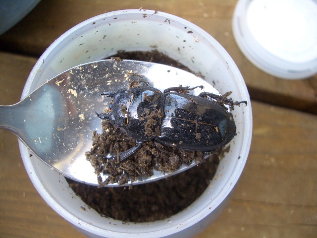 中古車販売 中古車買取 アップル