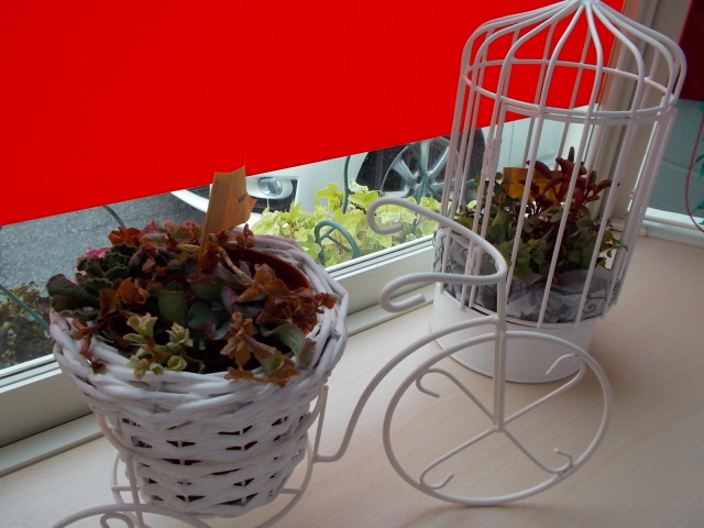 中古車販売 中古車買取 アップル