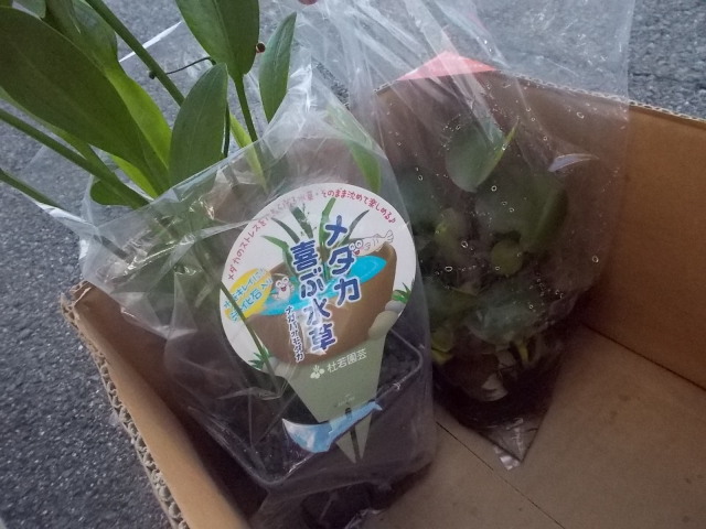 中古車販売 中古車買取 アップル