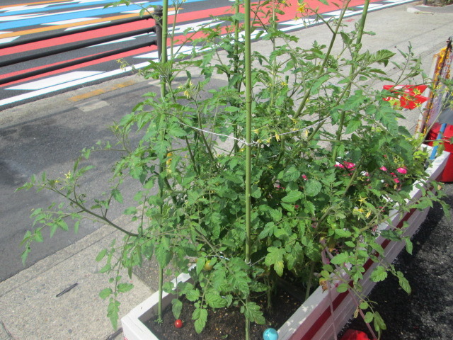 中古車販売 中古車買取 アップル