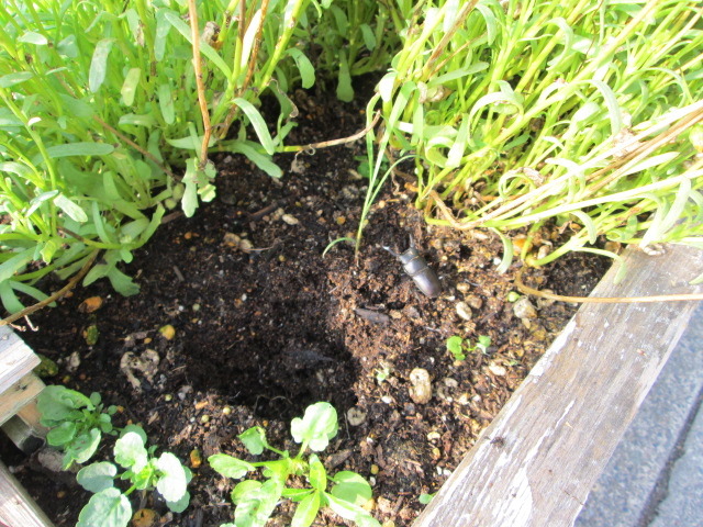 中古車販売 中古車買取 アップル