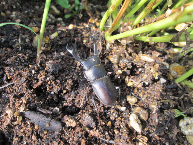 中古車販売 中古車買取 アップル