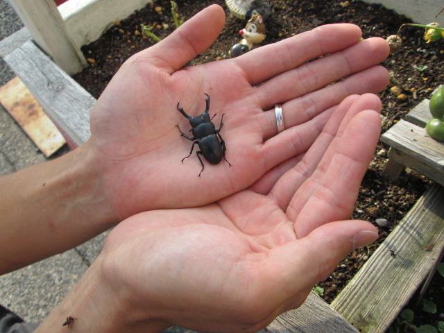 中古車販売 中古車買取 アップル