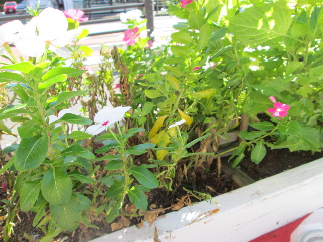 中古車販売 中古車買取 アップル