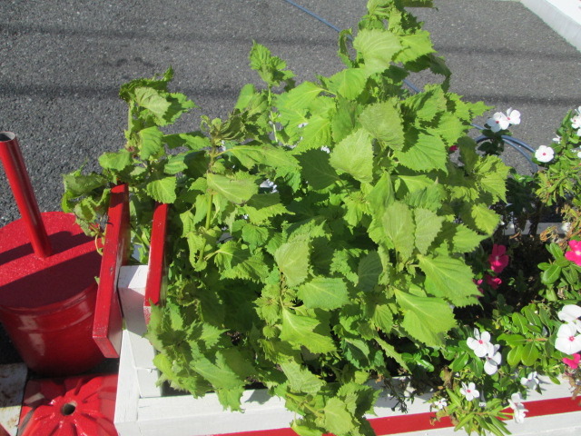 中古車販売 中古車買取 アップル