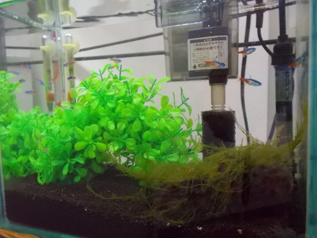 中古車販売 中古車買取 アップル