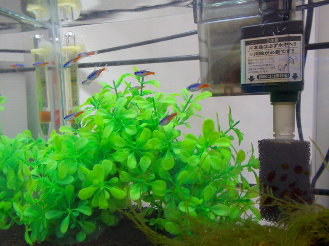 中古車販売 中古車買取 アップル